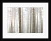 Tree trunks in frorest by Assaf Frank